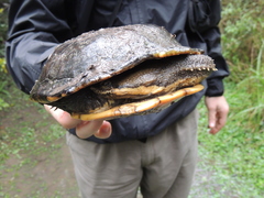 Hydromedusa tectifera