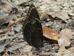 Morpho achilles