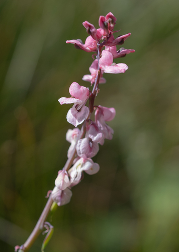 Cysticapnos pruinosa, photograph 4