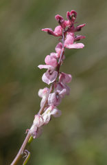 Cysticapnos pruinosa, photograph (c) Morten Ross, some rights reserved (CC BY)