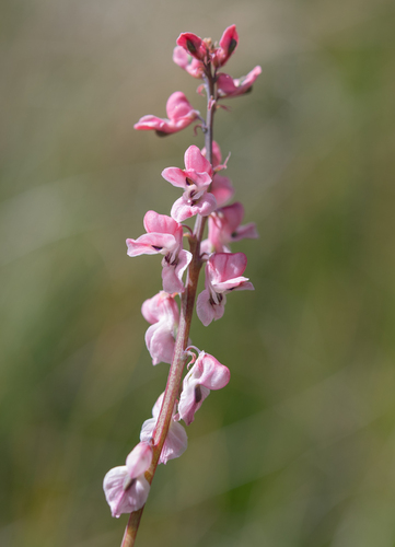 Cysticapnos pruinosa, photograph 6