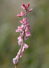 Cysticapnos pruinosa, photograph (c) Morten Ross, some rights reserved (CC BY)
