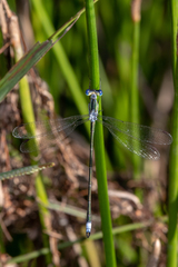 Lestes plagiatus