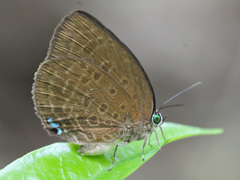 Arhopala major