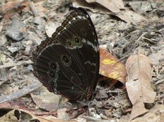 Morpho achilles