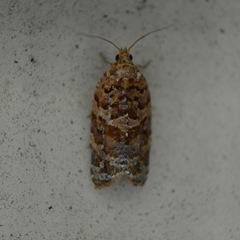 Argyrotaenia tabulana