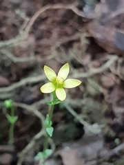 Sebaea leiostyla