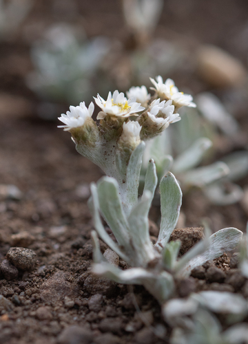 Basotho Cudweed (Gnaphalium limicola)