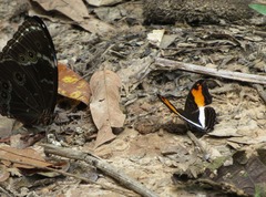 Adelpha thesprotia