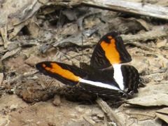 Adelpha thesprotia