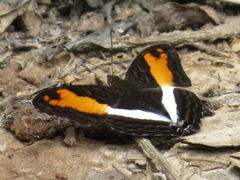 Adelpha thesprotia