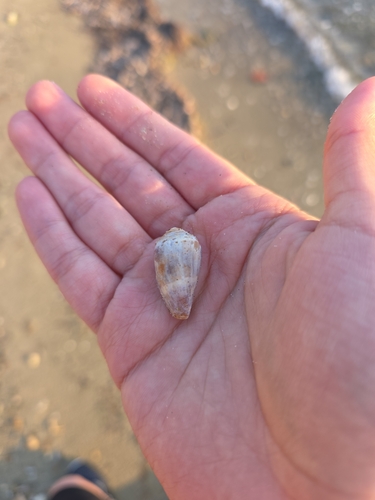 Conus ventricosus