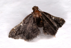 Scenedra decoratalis