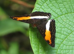 Adelpha thesprotia