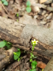 Sebaea leiostyla