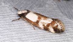 Palimmeces variegata