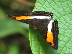 Adelpha thesprotia