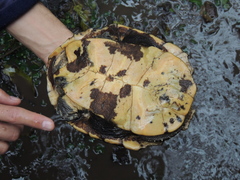 Hydromedusa tectifera