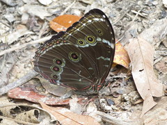 Morpho achilles