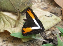 Adelpha thesprotia