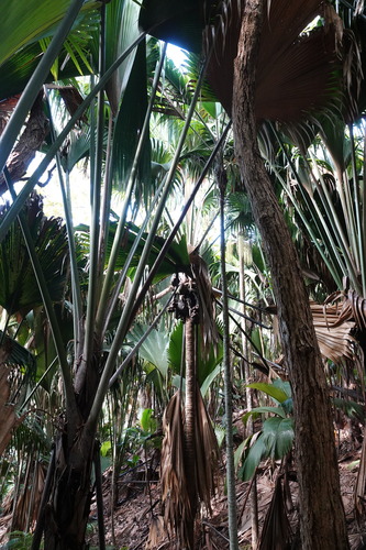 Lodoicea maldivica, photograph 6
