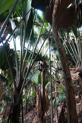 Lodoicea maldivica, photograph (c) Lisa_James, some rights reserved (CC BY)