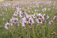 Berkheya purpurea, photograph (c) Morten Ross, some rights reserved (CC BY)
