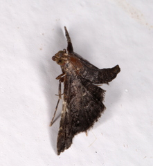 Scenedra decoratalis