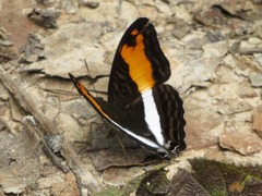 Adelpha thesprotia