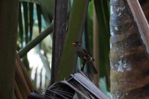 Seychelles Bulbul (Hypsipetes crassirostris)