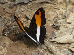 Adelpha thesprotia