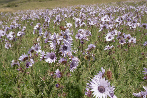 Berkheya purpurea, photograph 4