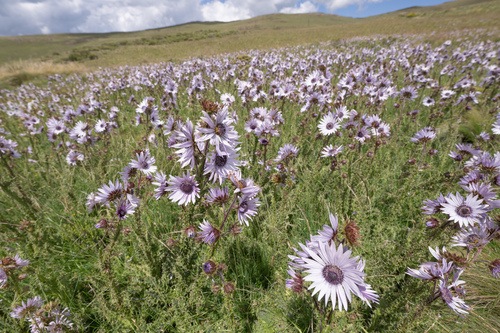 Berkheya purpurea, photograph 5