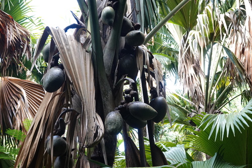 Lodoicea maldivica, photograph 4