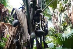 Lodoicea maldivica, photograph (c) Lisa_James, some rights reserved (CC BY)