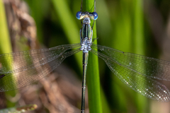 Lestes plagiatus