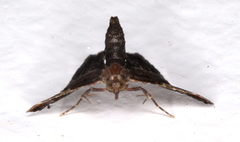 Scenedra decoratalis