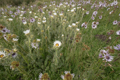 (c) Morten Ross, some rights reserved (CC BY) Berkheya cirsiifolia, photograph (c) Morten Ross, some rights reserved (CC BY)