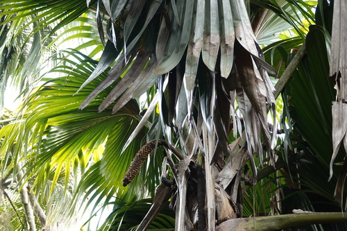Lodoicea maldivica, photograph 5