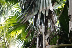 Lodoicea maldivica, photograph (c) Lisa_James, some rights reserved (CC BY)