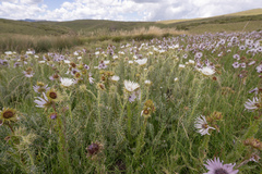Berkheya cirsiifolia, photograph (c) Morten Ross, some rights reserved (CC BY)