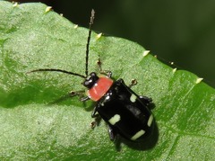 Omophoita peruviana