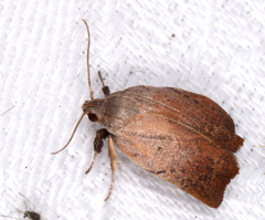 Tortricopsis pyroptis