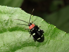 Omophoita peruviana