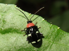 Omophoita peruviana