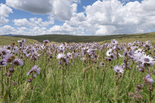 Berkheya purpurea, photograph 3
