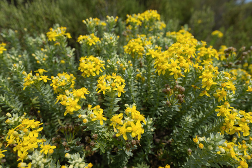 Euryops tysonii, photograph 2