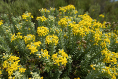 Euryops tysonii, photograph (c) Morten Ross, some rights reserved (CC BY)