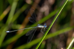Lestes plagiatus