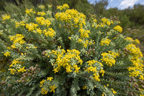 Euryops tysonii, photograph 3